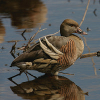 Plumed Whistling-Duck